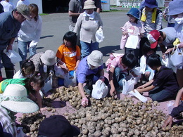 収穫したジャガイモをお土産に袋詰め